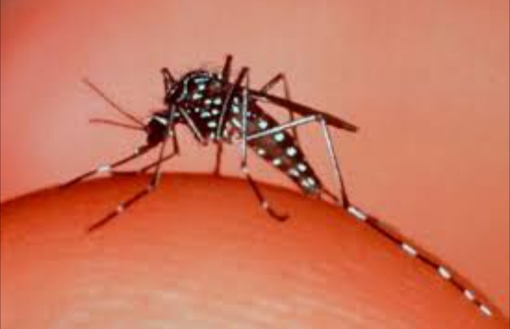 Denguemosquitoitualdia