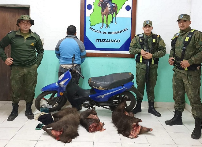 demorcazaurtivo