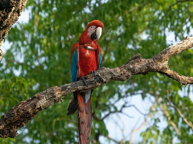 guacamayoojo
