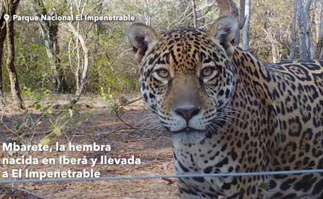 yagbmbetredenuevo