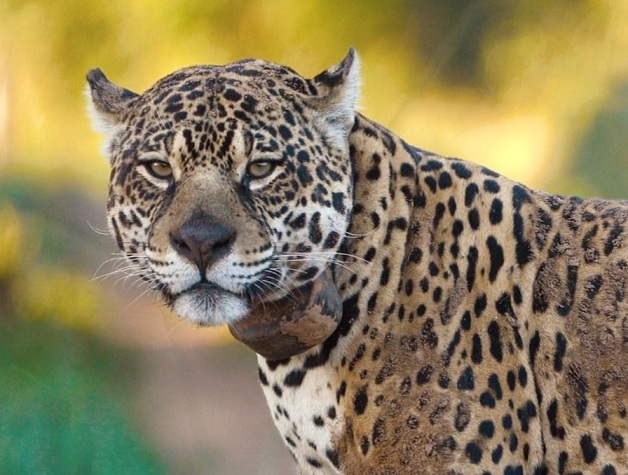 yaguaibrenlbera