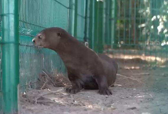 nutriananygisa